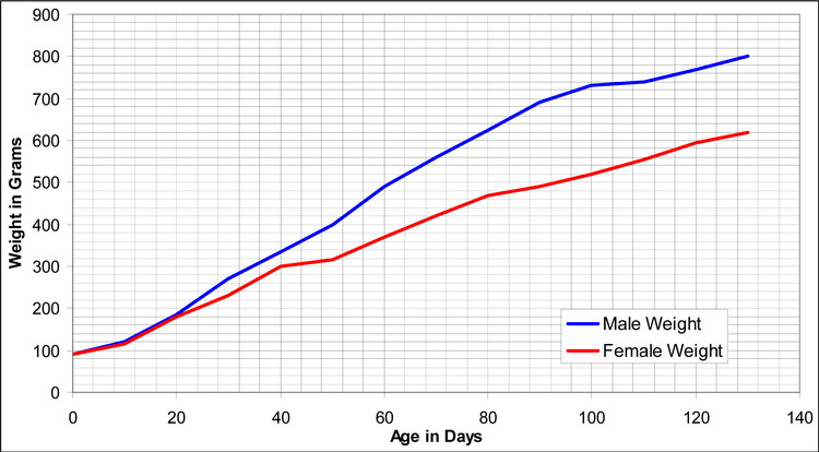 Growth chart for Hartley Guinea Pigs