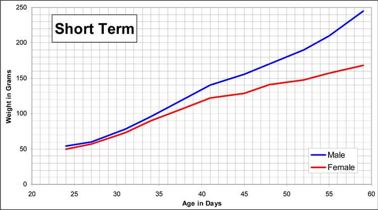 Short Term Growth Charts for Lewis Rats