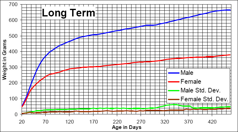 Long term growth chart for SD rat