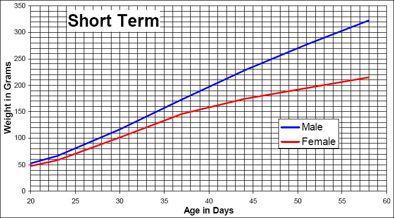 Short term growth chart for the SD rat