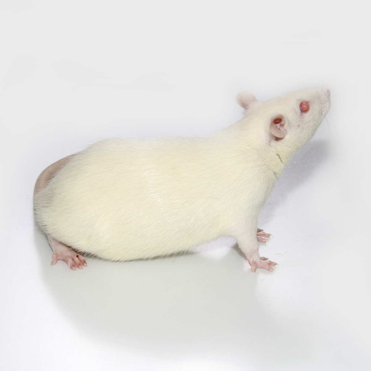 Spontaneously Hypertensive Rat