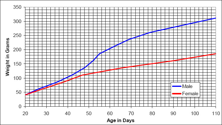 Growth Chart for the Spontaneously Hypertensive Rat