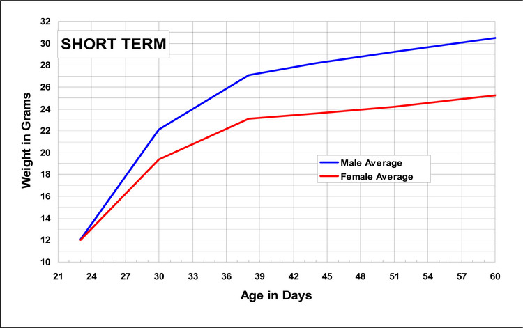 Short term growth chart for the Swiss Mouse